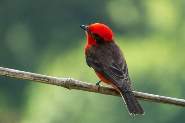 mosquero cardenal ,es muy común en algunas áreas del suroeste y se encuentra ampliamente expandido en América Central y América del Sur.