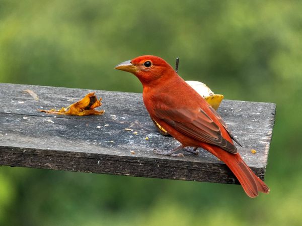 Piranga Roja,También conocida como Tangara Roja, la Piranga Roja es un ave migratoria con un hermoso plumaje rojo brillante. Habita en bosques tropicales y es conocida por su canto melodioso.