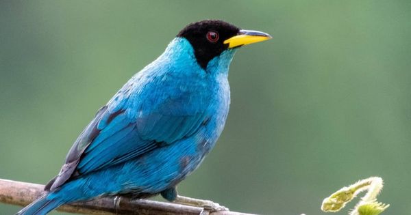 "El Mielero Verde (Chlorophanes spiza) es una especie única de ave paseriforme, siendo el único miembro del género Chlorophanes. Este encantador pájaro es nativo de México, América Central y del Sur, incluyendo Trinidad y Tobago. Con su vibrante color verde y su presencia distintiva, el Mielero Verde es un deleite para observar en entornos tropicales.