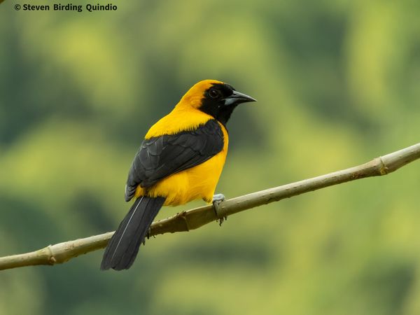 "El Turpial Toche (Icterus chrysater), también conocido como Turpial Dorsidorado, Turpial Montañero, Bolsero Dorso Dorado o simplemente Toche, es una cautivadora ave paseriforme de la familia Icteridae. Su elegante presencia se extiende por México, América Central, Colombia y Venezuela, poblando bosques y sabanas. Con cuatro subespecies distintivas, este toche se divide en tres poblaciones alopátricas.