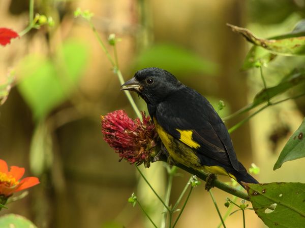 El Jilguero Ventriamarillo (Spinus xanthogastrus), también llamado jilguero pechinegro, es un pequeño y colorido pájaro con plumaje amarillo brillante en el área ventral. Conocido por su elegancia y canto encantador, este jilguero es una maravilla alada que alegra los entornos naturales.