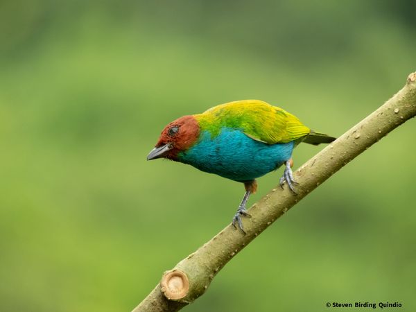 "La Tangara Cabecibaya (Tangara gyrola), conocida también como tangara cabecicastaña, tangara cabecirrufa, tangara lacrada, tangara cabeza de lacre o tangara de cabeza baya según la región, es un ave colorida con una cabeza distintiva. Su plumaje vibrante y su presencia destacada la convierten en una especie emblemática en diversas zonas de América Latina