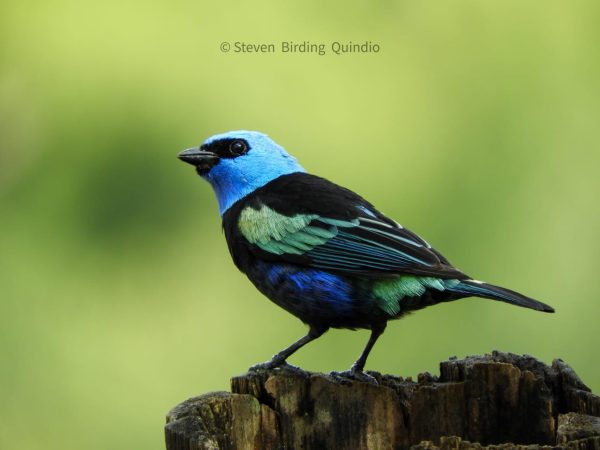 Tangara Cabeciazul (Stilpnia cyanicollis). "La Tangara Cabeciazul (Stilpnia cyanicollis), también conocida como Tangara Real en Colombia, Tangara Rey en Venezuela, Tangara de Cuello Azul en Perú o Tangara Capuchiazul en Ecuador, es un fascinante miembro de la familia Thraupidae. Originaria de las regiones montañosas y andinas del norte y oeste de América del Sur, así como de los bordes meridionales de la Amazonia brasileña, esta tangara destaca por su elegancia y distintiva coloración.