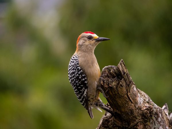 "El Carpintero Habado (Melanerpes rubricapillus) es un imponente pájaro carpintero que encuentra su hogar en Costa Rica, Colombia, Venezuela, Guyana y Tobago. También conocido como Cenurus rubricapillus, este ave de cría se aventura en la selva, bosques semiabiertos y áreas de cultivo. Su distintivo plumaje y comportamiento hacen de este carpintero un espectáculo fascinante en diversos entornos.