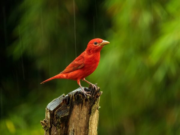 Piranga Roja, También conocida como Tangara Roja, la Piranga Roja es un ave migratoria con un hermoso plumaje rojo brillante. Habita en bosques tropicales y es conocida por su canto melodioso.