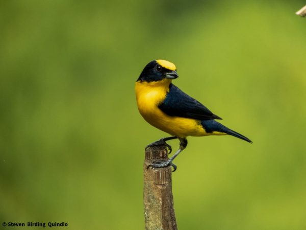 La Eufonia Piquigruesa (Euphonia laniirostris), también llamada calandria piquigruesa, curruñatá piquigordo o fruterito de pico grueso, es un ave colorida con un pico distintivamente horrible. Con su plumaje vibrante y su peculiaridad, esta especie es una joya alada en entornos tropicales.