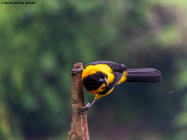 "El Turpial Toche (Icterus chrysater), también conocido como Turpial Dorsidorado, Turpial Montañero, Bolsero Dorso Dorado o simplemente Toche, es una cautivadora ave paseriforme de la familia Icteridae. Su elegante presencia se extiende por México, América Central, Colombia y Venezuela, poblando bosques y sabanas. Con cuatro subespecies distintivas, este toche se divide en tres poblaciones alopátricas.