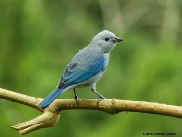 "Conocida como Tangara Azuleja en Costa Rica, Panamá y Perú, esta encantadora ave responde a varios nombres en diferentes regiones. También es llamada tángara azulada en Nicaragua, azulejo de jardín en Venezuela, azulejo común en Colombia, tangara azulgrís en México, simplemente azulejo en Honduras, viudita en Costa Rica, y sui sui o suy suy en la Amazonía peruana. La Tangara Azuleja (Thraupis episcopus) deslumbra con su plumaje colorido y es nativa de México, América Central y el centro norte de América del Sur.